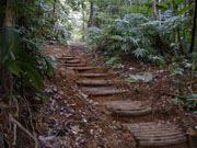 nature trail to jungle lodge