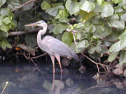 heron on the indian river in dominica