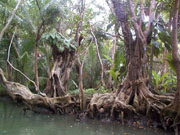 indian_river02.jpg