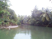 indian river dominica