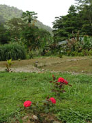 rose garden