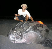 turtle_leatherback